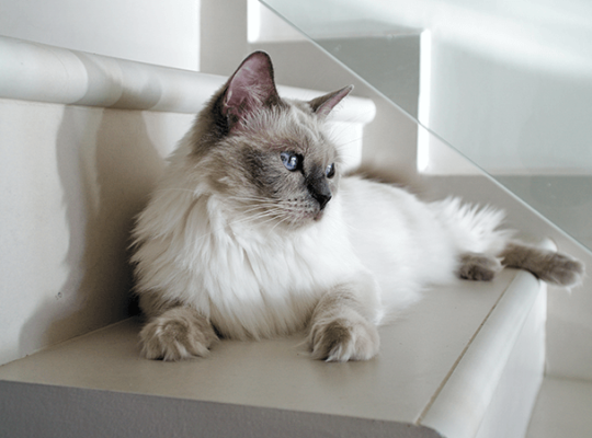 Éleveur de Ragdolls Chat blanc