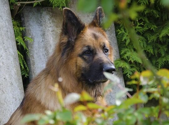 German Shepherd Femelle