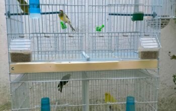 4 canar avec cage