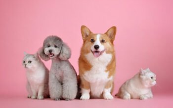 Les avantages et les responsabilités d&rsquo;avoir un animal de compagnie